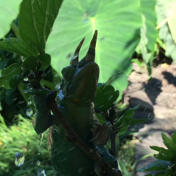 Meet your Posher, Diane & pals! 🦎Babies in video are 6 weeks old as of 12/1/22 - Picture 4 of 6